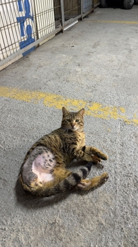 3 bacaklı kısır erkek tekir kedimize yuva arıyoruz fotoğraf