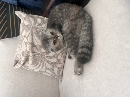 Tamamen ücretsiz fotoğraf
