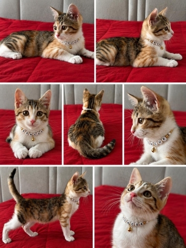 Calico çerez iç dış parazit yapıldı veteriner kontrolü yapıldı fotoğraf