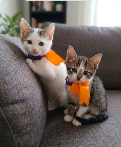 Minik prens ve prenses yuva arıyor fotoğraf