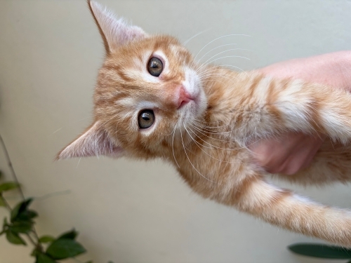 8 haftalık kedi yavrularımıza aile arıyoruz fotoğraf