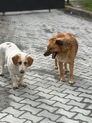 Beagle jack russel kirma/ dişi kısır mükemmel dost fotoğraf