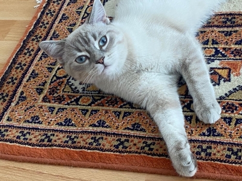 Acil Yuva Arayan Mavi Gözlü Erkek British Shorthair – Kısır ve Tüm Aşıları Tam fotoğraf