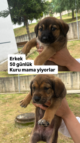 Mastiff cinsi erkek Yavrulara güvenli yuva fotoğraf