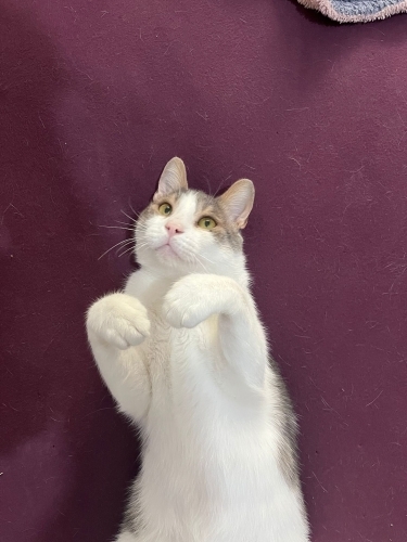 Kucaktan inmeyen tırmalamayı ve ısırmayı bilmeyen bir bebek fotoğraf