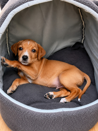 3 AYLIK 4KG JACK RUSSEL-BEAGLE MELEZİ BEBEĞİ KEDİLER DÖVERKEN ALMIŞLAR fotoğraf