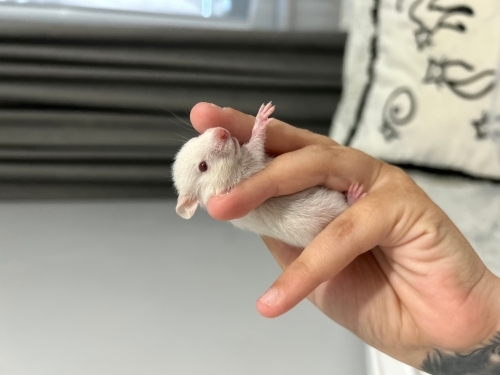 Kırmızı göz suriye hamster yuva arıyor😍 fotoğraf