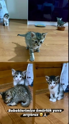 1 Aylık Yavrular, Annelerinin Sütü Kesildi, Acil Yuva Arıyoruz! fotoğraf