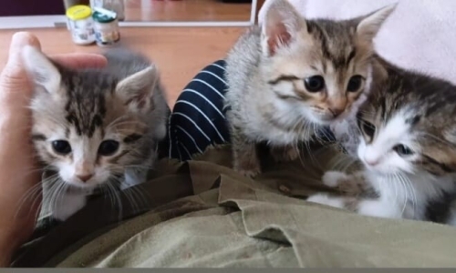 1,5 Aylık Yavrular, Annelerinin Sütü Kesildi, Acil Yuva Arıyoruz! fotoğraf