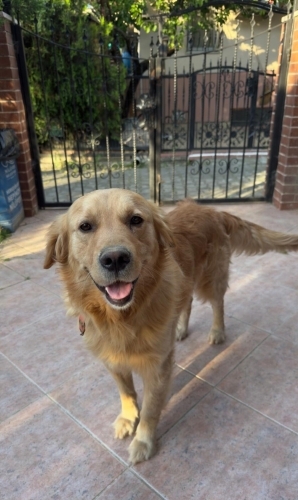 ÇİPLİ, AŞILARI TAM GOLDEN RETRİEVER..!! fotoğraf
