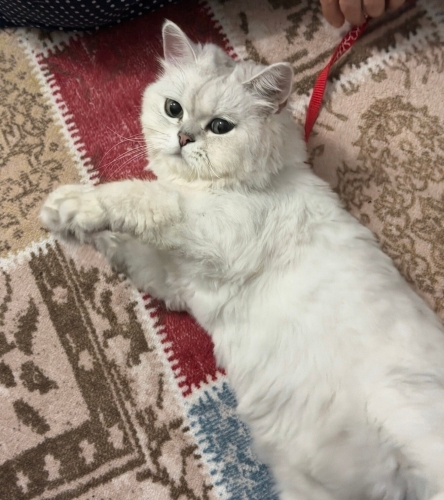 3,5 Yaşında Beyaz Dişi Kediye Yuva Aranıyor fotoğraf