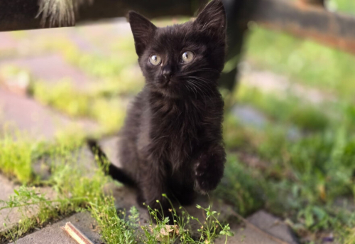 🐾 Evinize Neşe Katacak Minik Prenses Ömürlük Yuvasını Arıyor! 🐾 fotoğraf