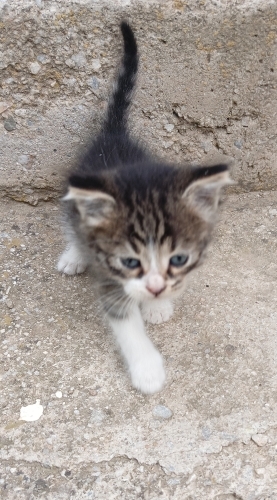Miniğe yuva arıyorum fotoğraf