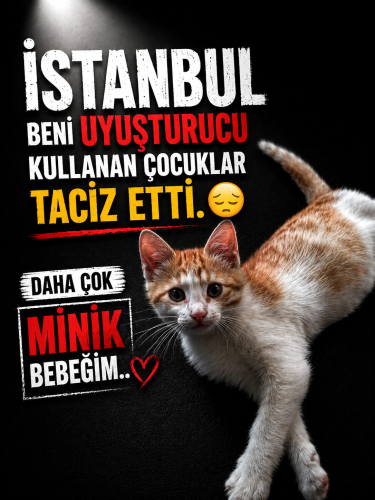 Tacize uğrayan yavru kedi fotoğraf