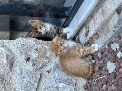 Güzeller güzeli 2 bebek fotoğraf