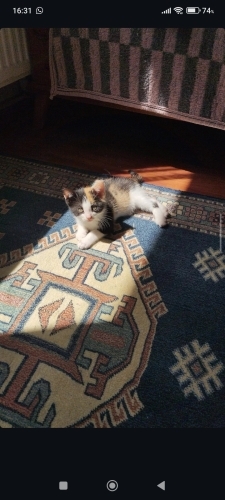 Bana yuva olur musun? fotoğraf