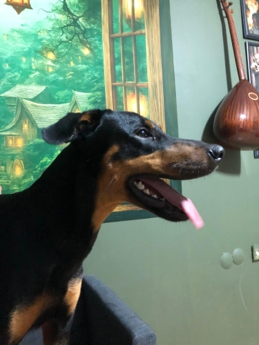 Doberman Maraz Ömürlük yuvasını arıyor fotoğraf