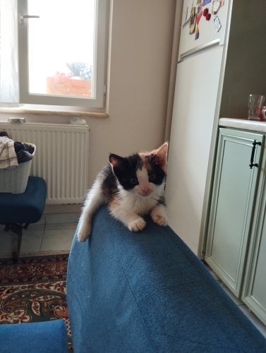 Bana yuva olur musun fotoğraf