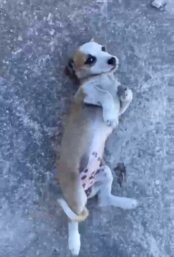 DİŞİ VE ERKEK JACK RUSSELL TERRİER MELEZİ BEBİŞLER fotoğraf
