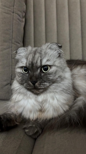 İlgiyi çok seven anlayışlı ve akıllı bir kedi fotoğraf