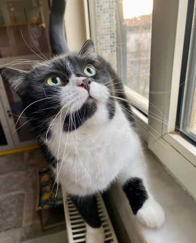 Tweety ömürlük yuvasını arıyor fotoğraf