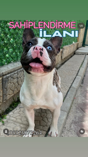 Engelli cana çok acil yuva.. fotoğraf