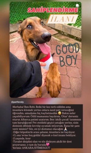 Terkedilen akıllı çocuğumuz ömürlük yuvasını arıyor fotoğraf