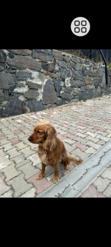 Acil yuva arıyorum fotoğraf