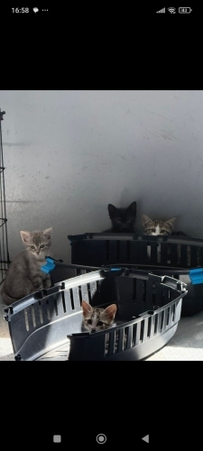 ofiste baktığım bebeklerime yuva olur musunuz ? fotoğraf