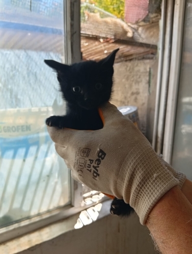 5 kardeşe yuva arıyoruz fotoğraf