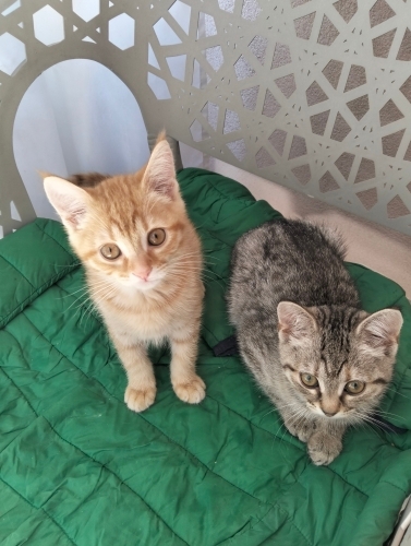 Damla ve kızına acil yuva arıyoruz fotoğraf