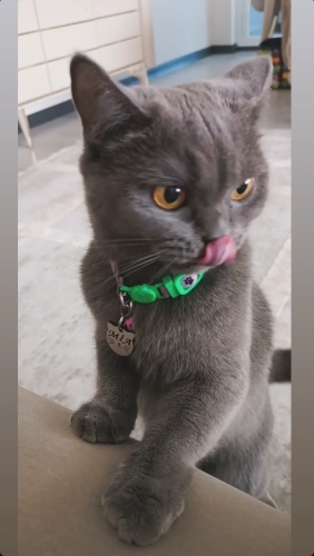 Mia yuva arıyor.. fotoğraf