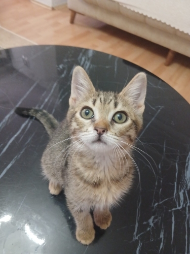 LİLA İÇİN ACİL YUVA ARIYORUZ fotoğraf
