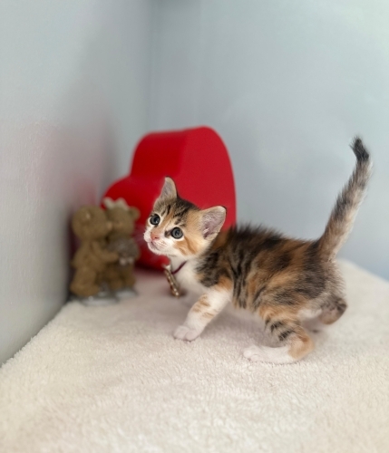 Çok tatlı minik kedi fotoğraf