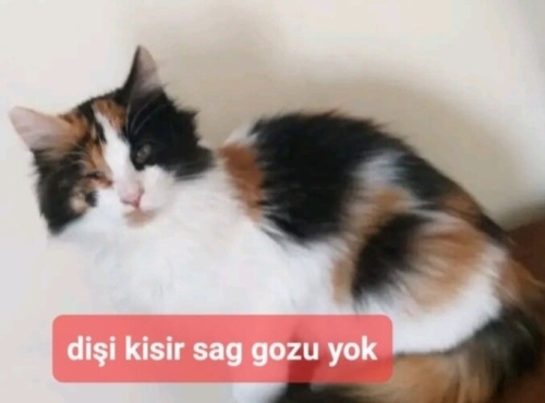 COK UYSAL VE GUZWL BIR KIZ. fotoğraf
