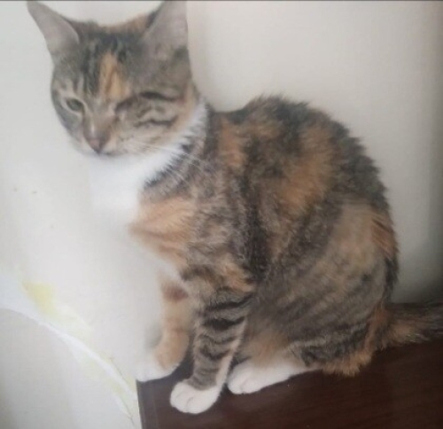 TEK GOZLU PRWNSES fotoğraf