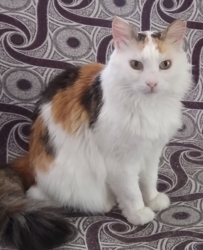 Çok guz3l bir kiz fotoğraf