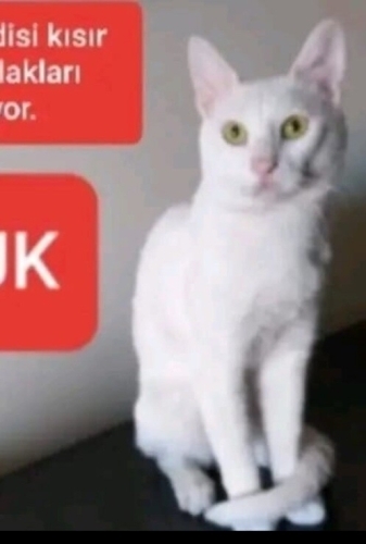 COK SAKIN VE UYSAL BIR OGLAN fotoğraf