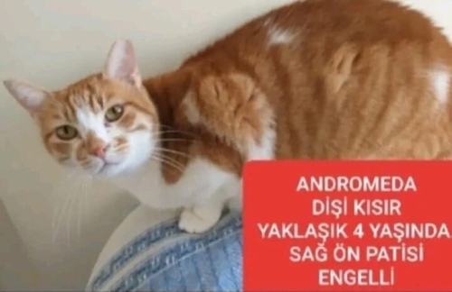 SEVGİ DELISI NADIR BİR GUZELLIK fotoğraf