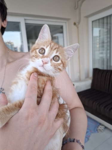Mete’miz, sırnaşık bebeğimiz fotoğraf