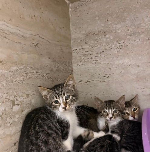 Süt kardeşlerden biri size gelsin miiii 😺 fotoğraf