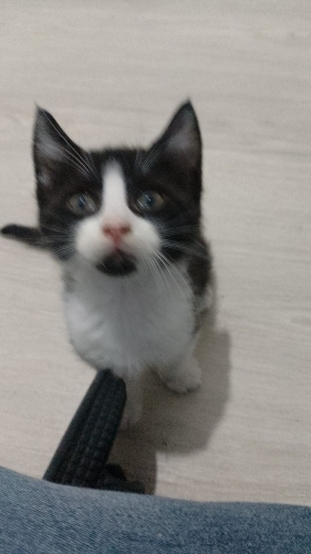 Yaramaz ve Oyuncu Kedişler fotoğraf