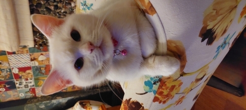 Akıllı sevimli oyuncu fotoğraf