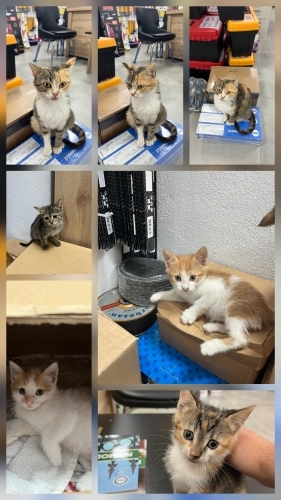 🐾 ACİL YUVA ARANIYOR! / ÖMÜRLÜK KORUNAKLI YUVALARINI ARIYORLAR 🐾 fotoğraf