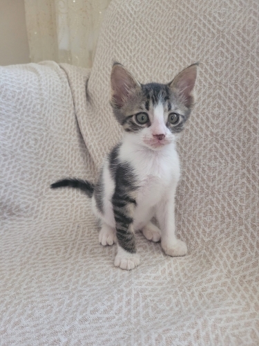 1,5-2 aylık dişi yavru kedi 🥰 fotoğraf