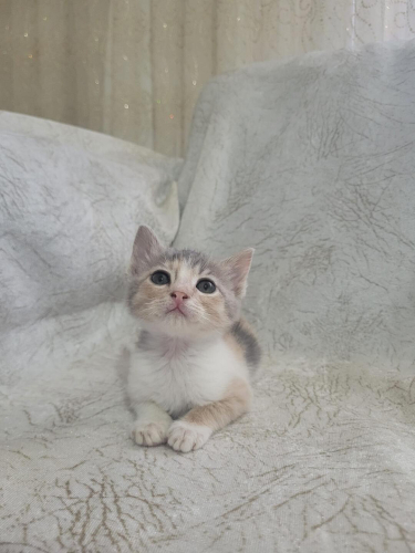 1,5-2 aylık dişi calico yuva arıyor 🥰 fotoğraf