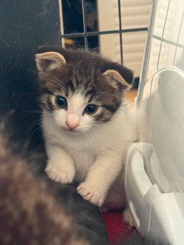 Minik yavru kedi fotoğraf