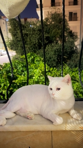 Uyumlu,uslu, güzel bir dost fotoğraf