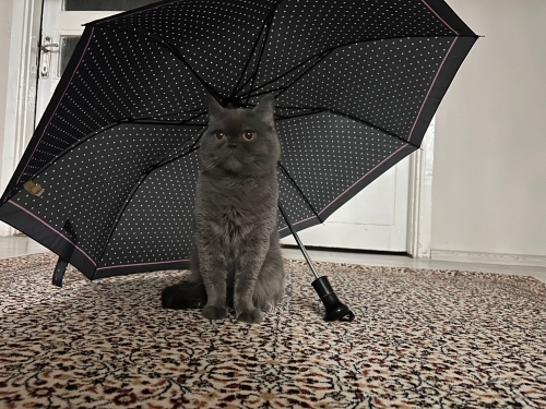 Gri renkli çakıl kedimiz fotoğraf