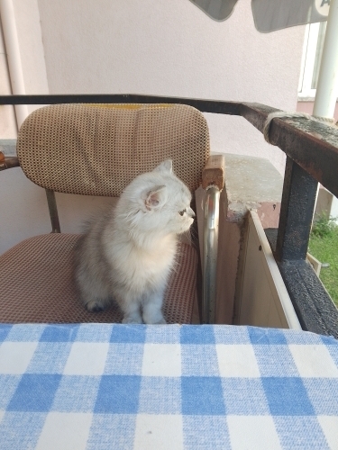 Oyuncu 2.5 aylık Tuvalet eğitimli fotoğraf